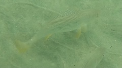 Umbrina roncador