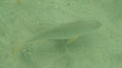 Umbrina roncador