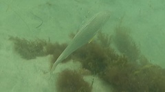 Umbrina roncador