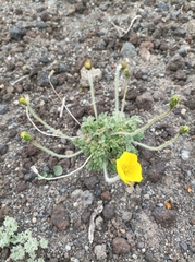 Papaver microcarpum