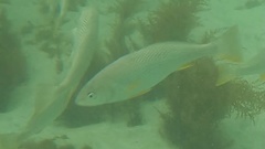 Umbrina roncador