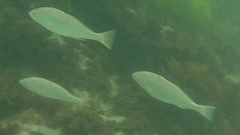 Umbrina roncador