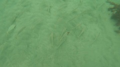 Umbrina roncador