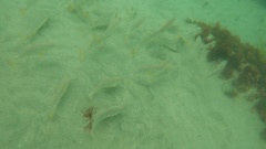 Umbrina roncador