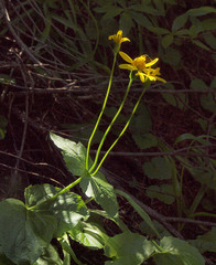 Arnica ovata