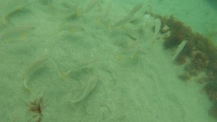 Umbrina roncador
