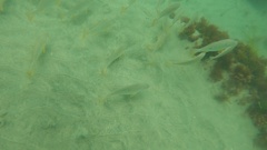 Umbrina roncador