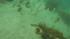 Umbrina roncador
