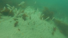 Umbrina roncador