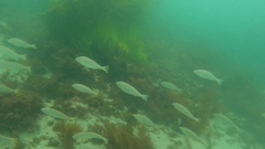 Umbrina roncador