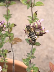 Apis mellifera