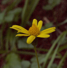 Arnica ovata