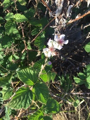 Rubus rigidus
