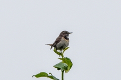 Luscinia svecica svecica