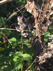 Rubus rigidus
