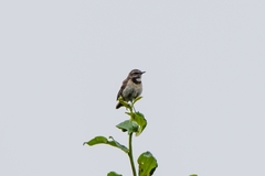 Luscinia svecica svecica