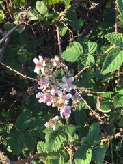 Rubus rigidus
