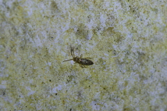 Lepidophorellinae
