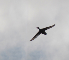 Netta erythrophthalma