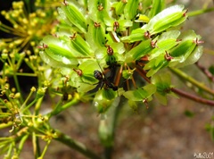 Camponotus cruentatus