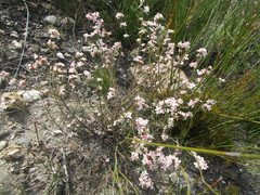Lachnaea burchellii