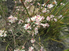 Lachnaea burchellii