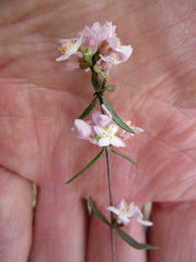 Lachnaea burchellii