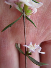 Lachnaea burchellii