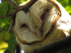 Tyto alba tuidara