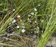 Acmadenia tetragona