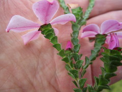 Acmadenia tetragona