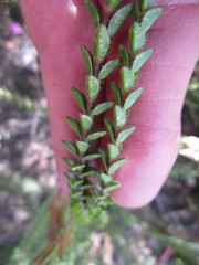 Acmadenia tetragona