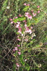 Erica glomiflora