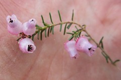 Erica glomiflora