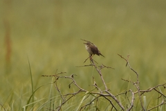 Helopsaltes ochotensis