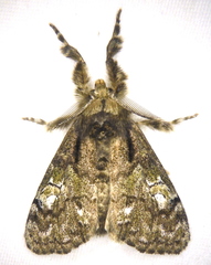 Dasychira plagiata