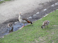 Alopochen aegyptiaca