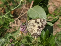 Melanargia