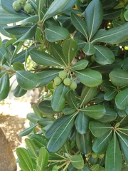 Pittosporum tobira