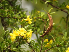 Tabebuia nodosa