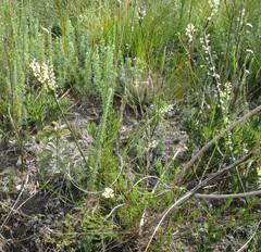 Struthiola fasciata