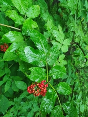 Sambucus sibirica