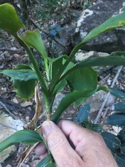 Cordyline murchisoniae
