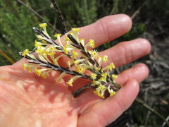 Struthiola fasciata