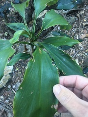 Cordyline murchisoniae