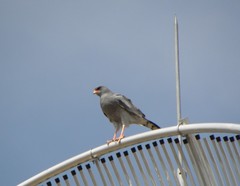 Melierax canorus canorus