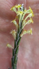 Struthiola fasciata