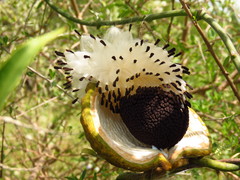 Araujia angustifolia