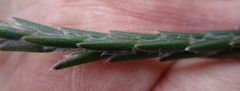 Struthiola fasciata