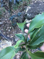 Cordyline murchisoniae